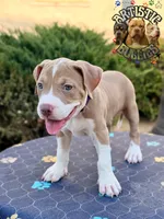 ROBIN, a female American Bully for sale in Bakersfield, CA – 4 of 5