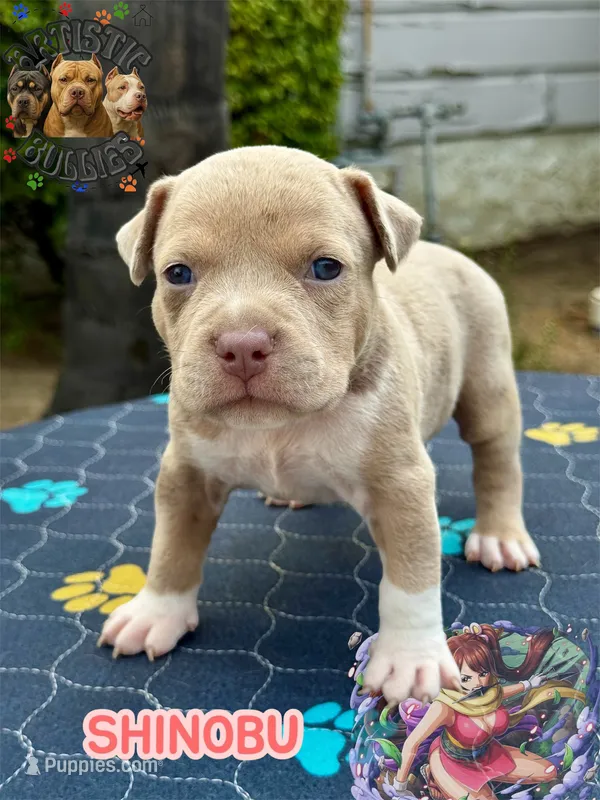 SHINOBU – American Bully puppy for sale in Bakersfield, CA