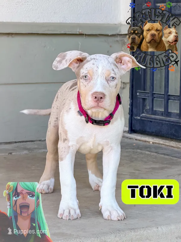 TOKI – American Bully puppy for sale in Bakersfield, CA