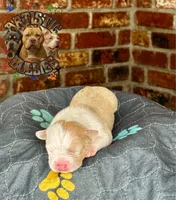 OTAMA, a female American Bully for sale in Bakersfield, CA – 3 of 5