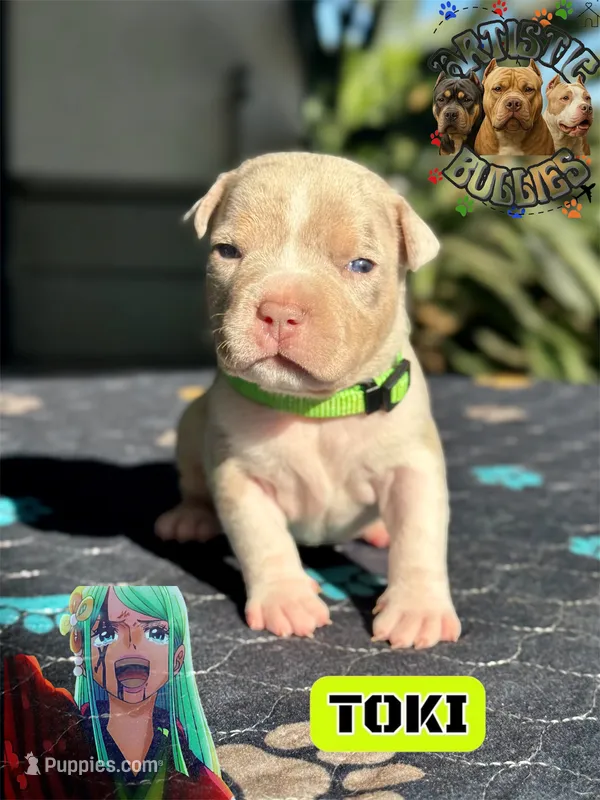 TOKI – American Bully puppy for sale in Bakersfield, CA