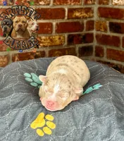 ODEN, a male American Bully for sale in Bakersfield, CA – 3 of 5