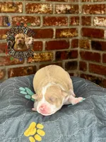 ROBIN, a female American Bully for sale in Bakersfield, CA – 4 of 5