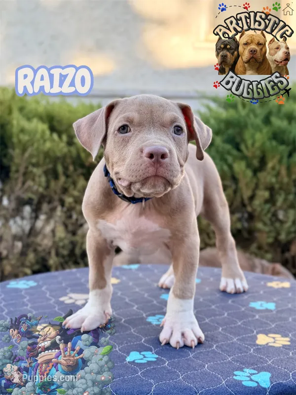 RAIZO – American Bully puppy for sale in Bakersfield, CA