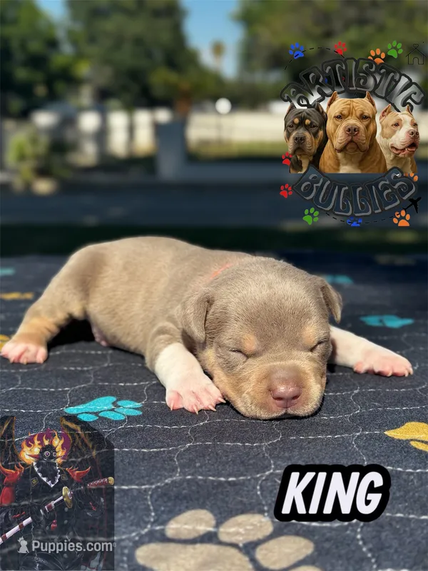 KING – American Bully puppy for sale in Bakersfield, CA