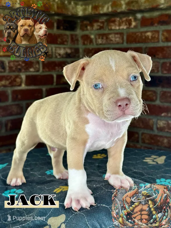 JACK – American Bully puppy for sale in Bakersfield, CA