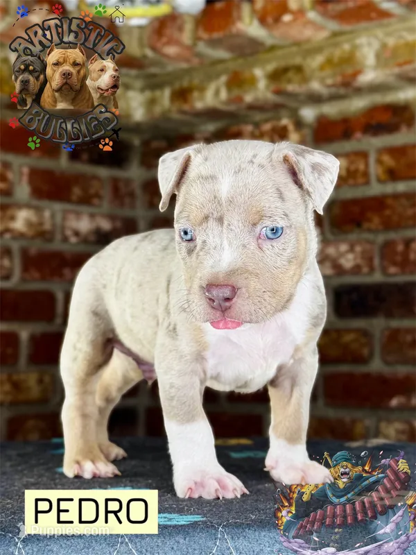 PEDRO – American Bully puppy for sale in Bakersfield, CA