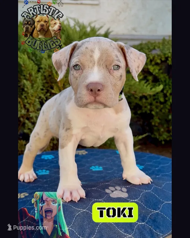 TOKI – American Bully puppy for sale in Bakersfield, CA