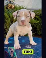TOKI, a female American Bully for sale in Bakersfield, CA – 1 of 5