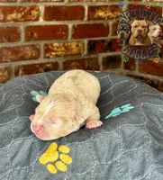 JACK, a male American Bully for sale in Bakersfield, CA – 3 of 5
