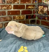 RAIZO, a male American Bully for sale in Bakersfield, CA – 3 of 5