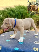 RAIZO, a male American Bully for sale in Bakersfield, CA – 4 of 5