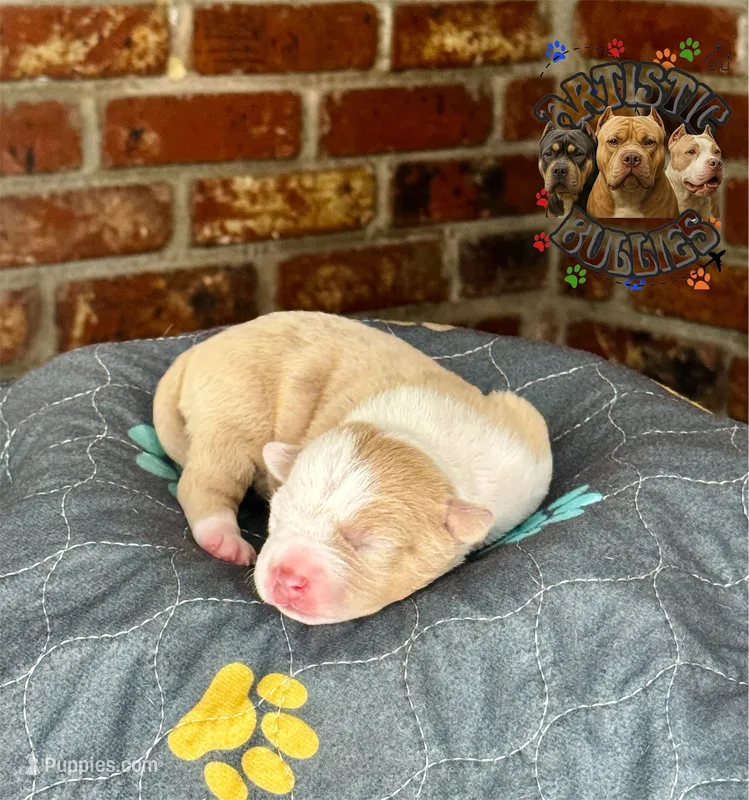 OTAMA – American Bully puppy for sale in Bakersfield, CA
