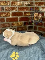 ROBIN, a female American Bully for sale in Bakersfield, CA – 3 of 5