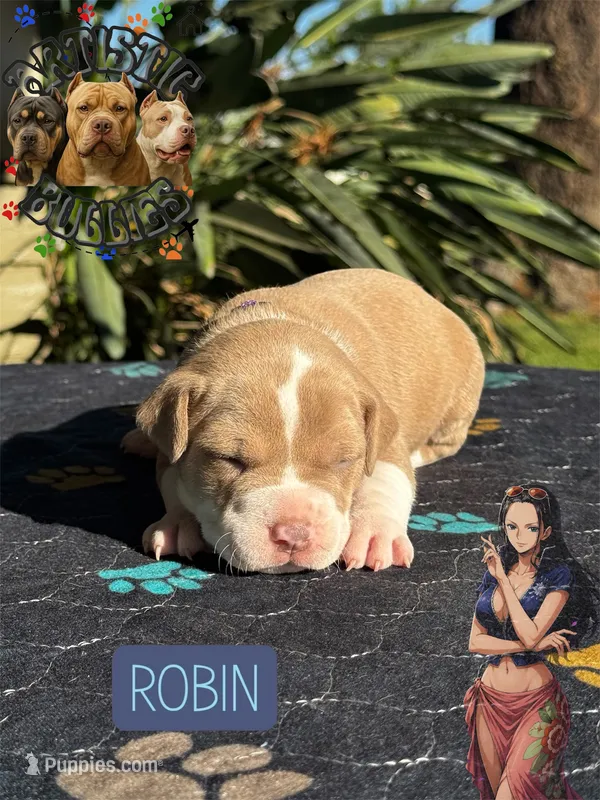 ROBIN – American Bully puppy for sale in Bakersfield, CA