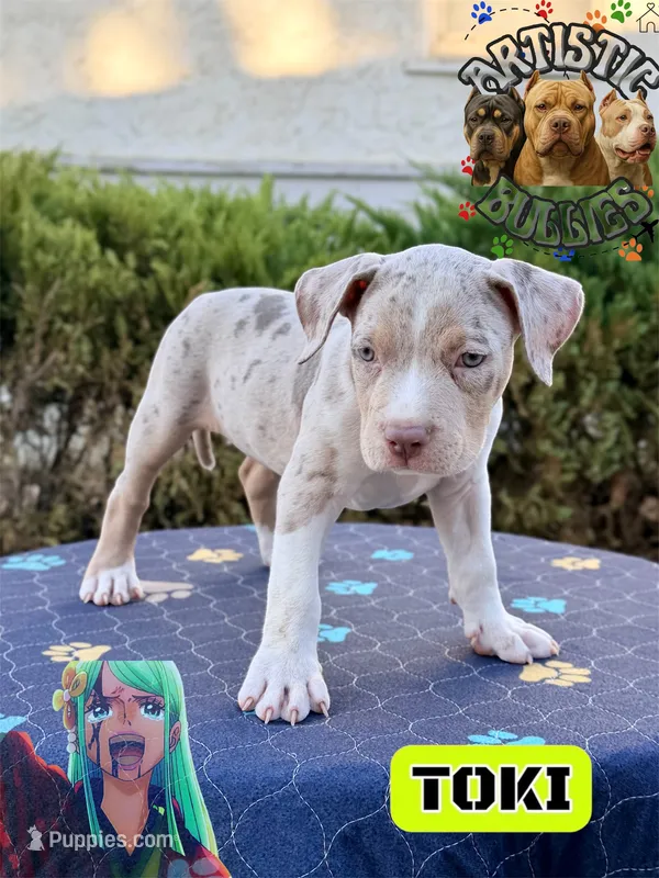 TOKI – American Bully puppy for sale in Bakersfield, CA