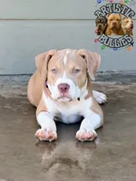 ROBIN, a female American Bully for sale in Bakersfield, CA – 2 of 4