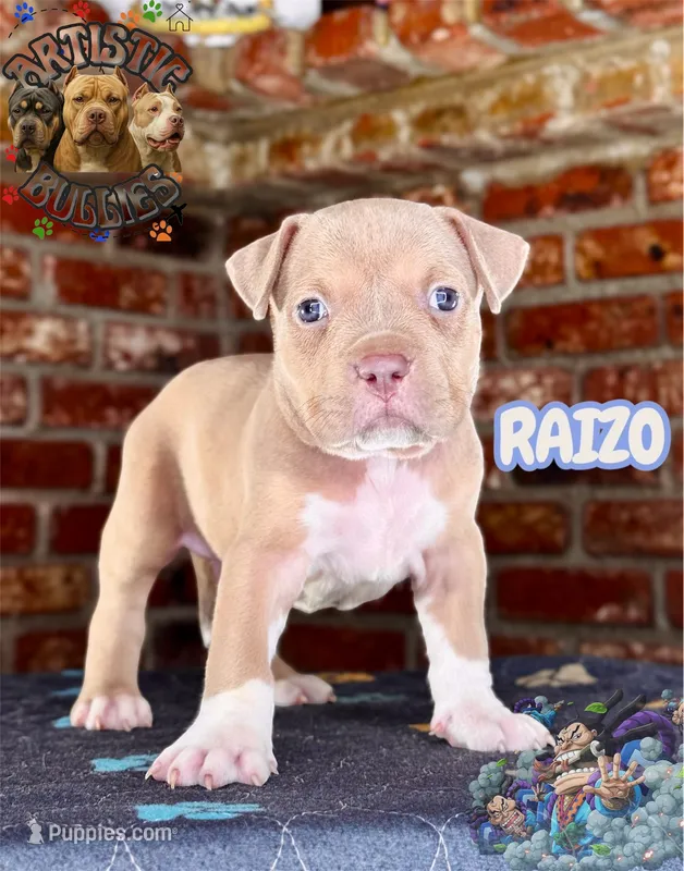RAIZO – American Bully puppy for sale in Bakersfield, CA