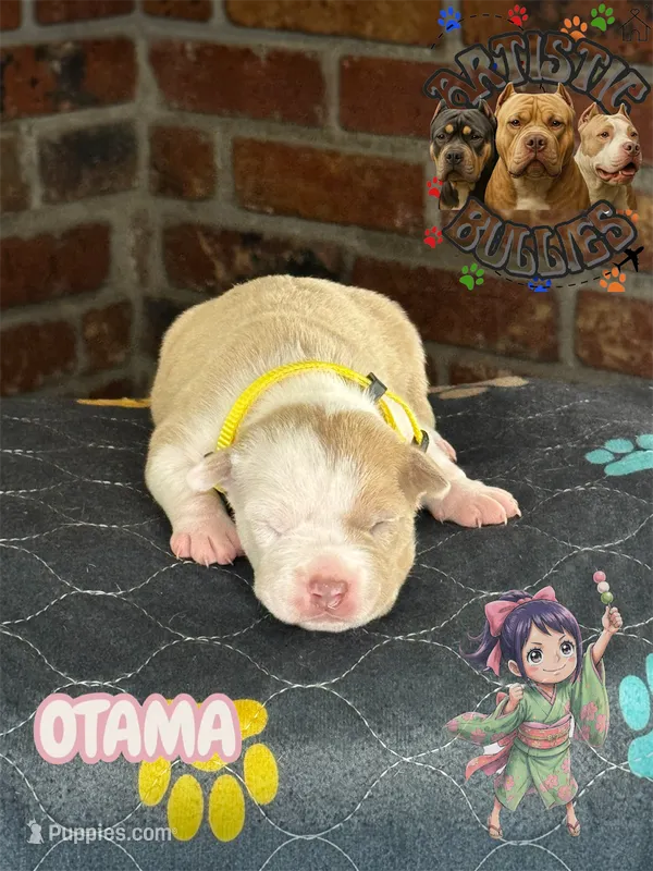 OTAMA – American Bully puppy for sale in Bakersfield, CA