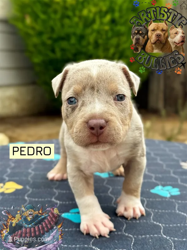 PEDRO – American Bully puppy for sale in Bakersfield, CA