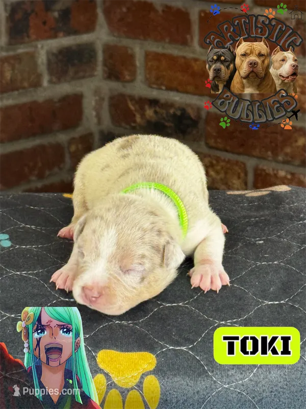 TOKI – American Bully puppy for sale in Bakersfield, CA