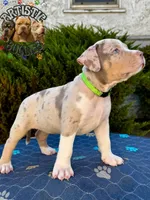 TOKI, a female American Bully for sale in Bakersfield, CA – 3 of 5