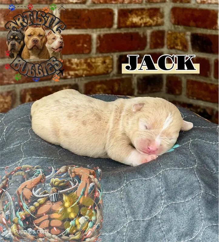 JACK – American Bully puppy for sale in Bakersfield, CA