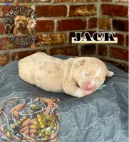 JACK, a male American Bully for sale in Bakersfield, CA – 1 of 5