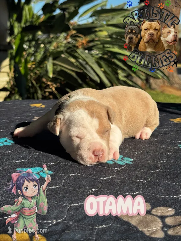OTAMA – American Bully puppy for sale in Bakersfield, CA