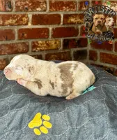 PEDRO, a male American Bully for sale in Bakersfield, CA – 3 of 5