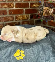 SHINOBU, a female American Bully for sale in Bakersfield, CA – 3 of 5