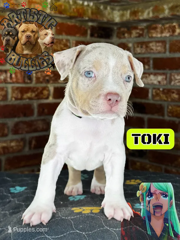 TOKI – American Bully puppy for sale in Bakersfield, CA