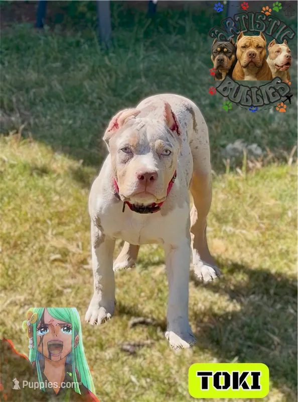 TOKI – American Bully puppy for sale in Bakersfield, CA