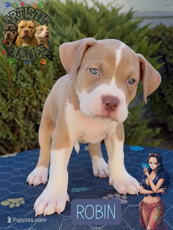 ROBIN – American Bully puppy for sale in Bakersfield, CA
