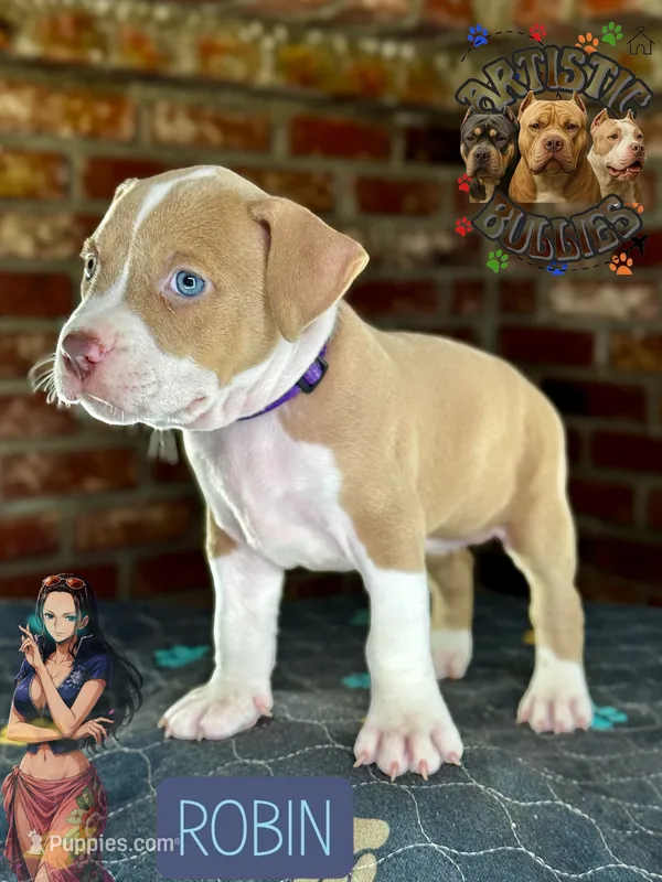ROBIN – American Bully puppy for sale in Bakersfield, CA