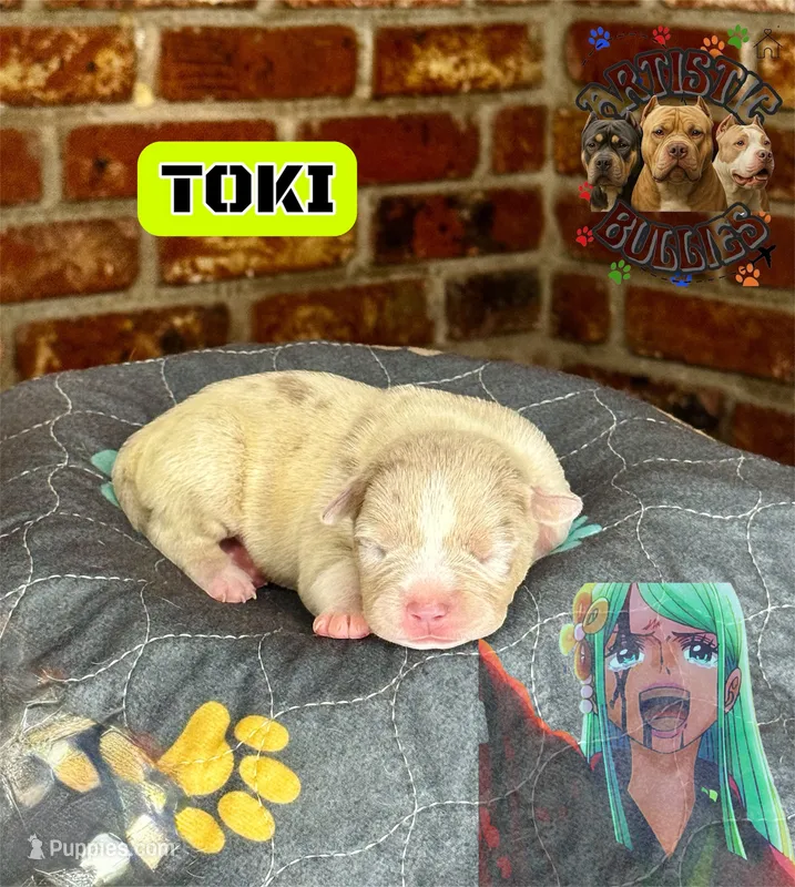 TOKI – American Bully puppy for sale in Bakersfield, CA