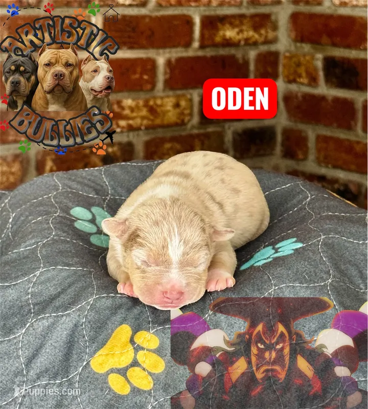 ODEN – American Bully puppy for sale in Bakersfield, CA