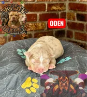 ODEN, a male American Bully for sale in Bakersfield, CA – 1 of 5