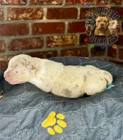 TOKI, a female American Bully for sale in Bakersfield, CA – 4 of 5