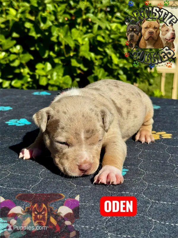 ODEN – American Bully puppy for sale in Bakersfield, CA