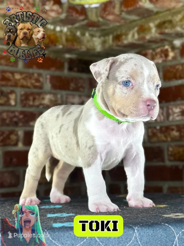 TOKI – American Bully puppy for sale in Bakersfield, CA
