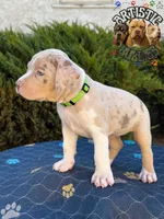 TOKI, a female American Bully for sale in Bakersfield, CA – 2 of 5