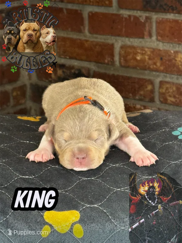 KING – American Bully puppy for sale in Bakersfield, CA