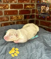 TOKI, a female American Bully for sale in Bakersfield, CA – 2 of 5