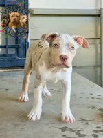 TOKI, a female American Bully for sale in Bakersfield, CA – 3 of 5