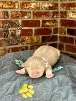 KING, a male American Bully for sale in Bakersfield, CA – 4 of 5