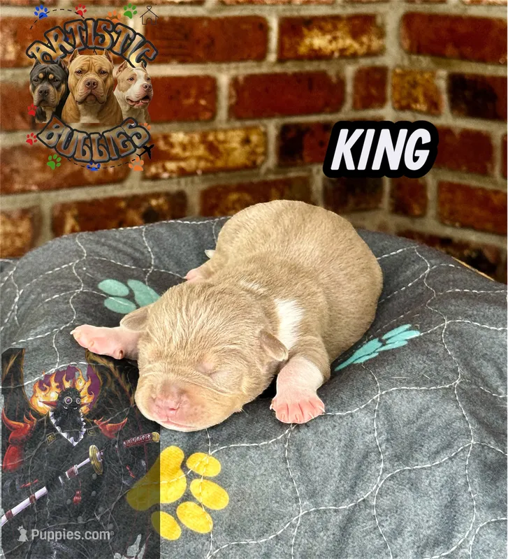 KING – American Bully puppy for sale in Bakersfield, CA