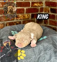 KING, a male American Bully for sale in Bakersfield, CA – 1 of 5