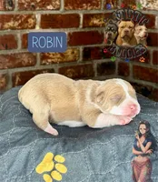 ROBIN, a female American Bully for sale in Bakersfield, CA – 1 of 5