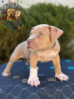JACK, a male American Bully for sale in Bakersfield, CA – 3 of 5